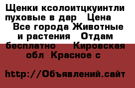 Щенки ксолоитцкуинтли пуховые в дар › Цена ­ 1 - Все города Животные и растения » Отдам бесплатно   . Кировская обл.,Красное с.